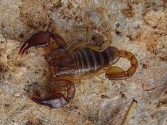 Euscorpius garganicus