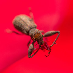 Pandeleteius defectus