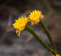 Lachnaea aurea