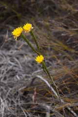 Lachnaea aurea