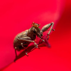 Pandeleteius defectus