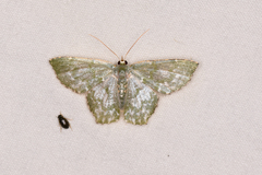 Chloropteryx dealbata