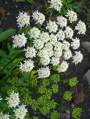 Heracleum asperum