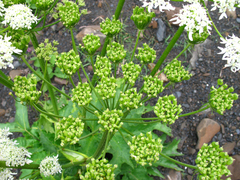 Heracleum asperum