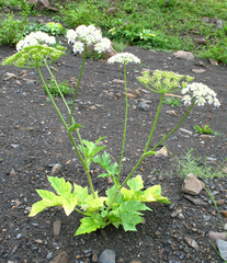 Heracleum asperum