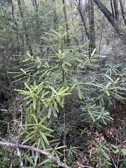 Myrsine salicina