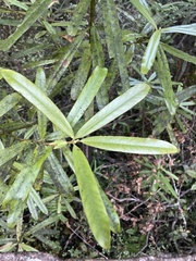 Myrsine salicina