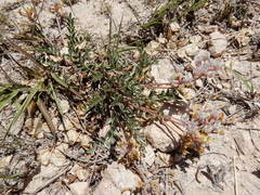 Astragalus lotiflorus