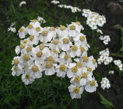 Achillea ptarmicifolia