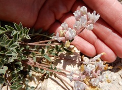 Astragalus lotiflorus