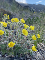 Potentilla vulcanicola