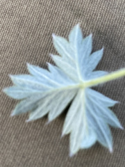 Potentilla vulcanicola