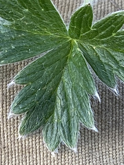Potentilla vulcanicola