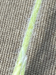 Potentilla vulcanicola