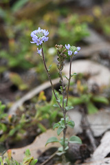 Phyllopodium cuneifolium