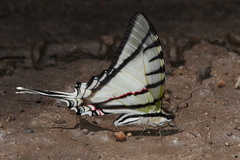 Protesilaus glaucolaus