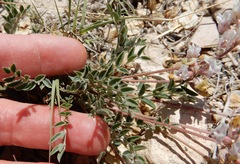 Astragalus lotiflorus