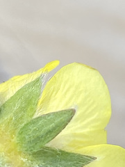 Potentilla vulcanicola