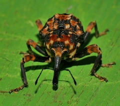 Orphanistes eustictus