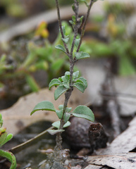 Phyllopodium cuneifolium