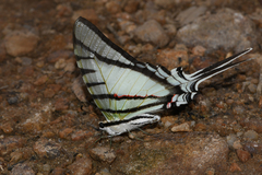 Protesilaus glaucolaus