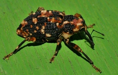 Orphanistes eustictus