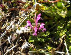 Lamium amplexicaule