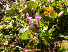 Lamium amplexicaule