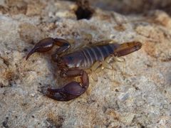 Euscorpius garganicus