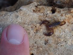 Euscorpius garganicus