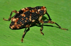 Orphanistes eustictus