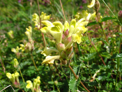 Scutellaria oreophila