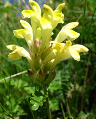 Scutellaria oreophila