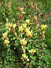 Scutellaria oreophila