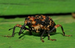 Orphanistes eustictus