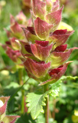 Scutellaria oreophila