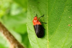 Sphenorhina rhodopepla