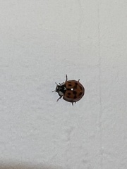 Harmonia axyridis