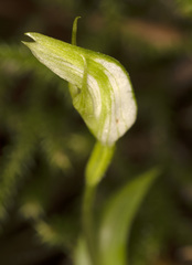 Pterostylis scabrida