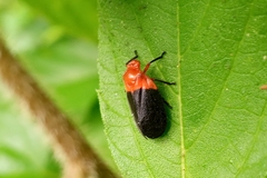 Sphenorhina rhodopepla
