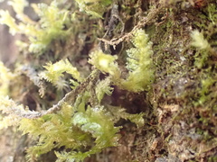 Neckera chlorocaulis