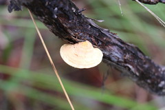 Truncospora ochroleuca