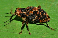 Orphanistes eustictus