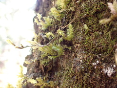 Neckera chlorocaulis