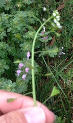 Capsella bursa-pastoris