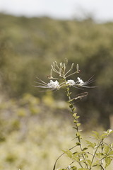 Tarenaya longicarpa