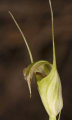 Pterostylis decurva