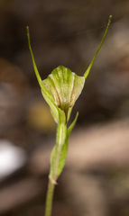Pterostylis decurva