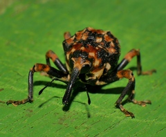 Orphanistes eustictus