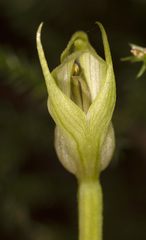 Pterostylis scabrida
